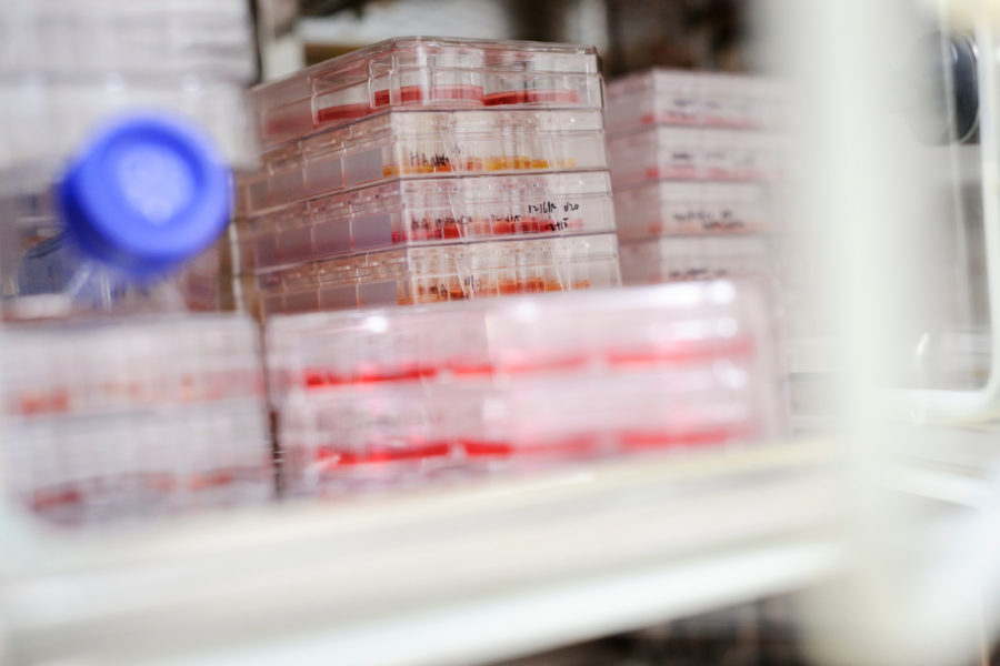 Stem-cell cultures in a temperature-controlled cabinet in the Zhang lab at the Waisman Center at UW-Madison