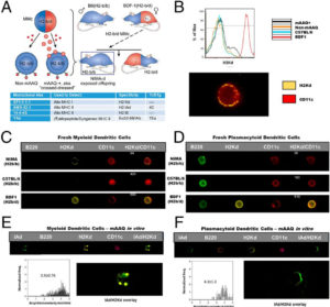 Charts A through F of monitoring presentation of alloantigens on dendritic cells in murine microchimerism model