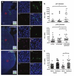 The EPL staff processed, embedded, and sectioned tissue samples from treated mice and controls. They also developed CD8 immunofluorescence assay