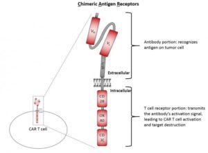 A CAR is the receptor of a CAR T cell. It is a chimera of an antibody and T cell receptor..