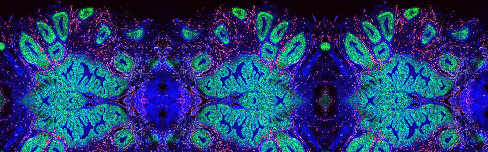 Virology scan, mirrored several times to create a somewhat kaleidoscopic pattern