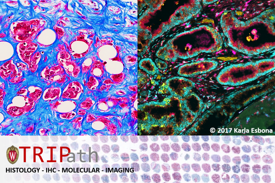 TRIP lab email logo; three images from microscopes and scans, overlaid with the words "TRIPath, Histology - IHC - Molecular - Imaging. Copyright 2017 Karla Esbona