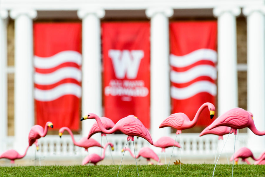 Hundreds of plastic pink flamingos adorn Bascom Hill for the annual "Fill the Hill" event